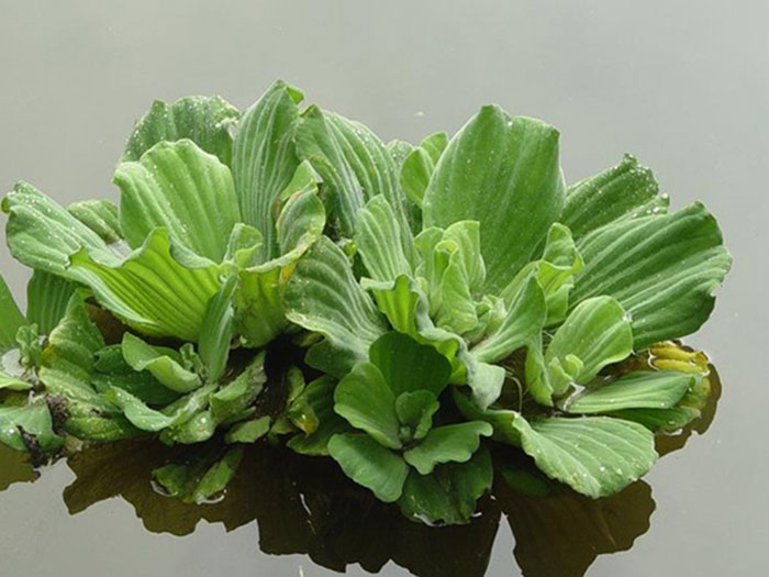 浮水植物大薸